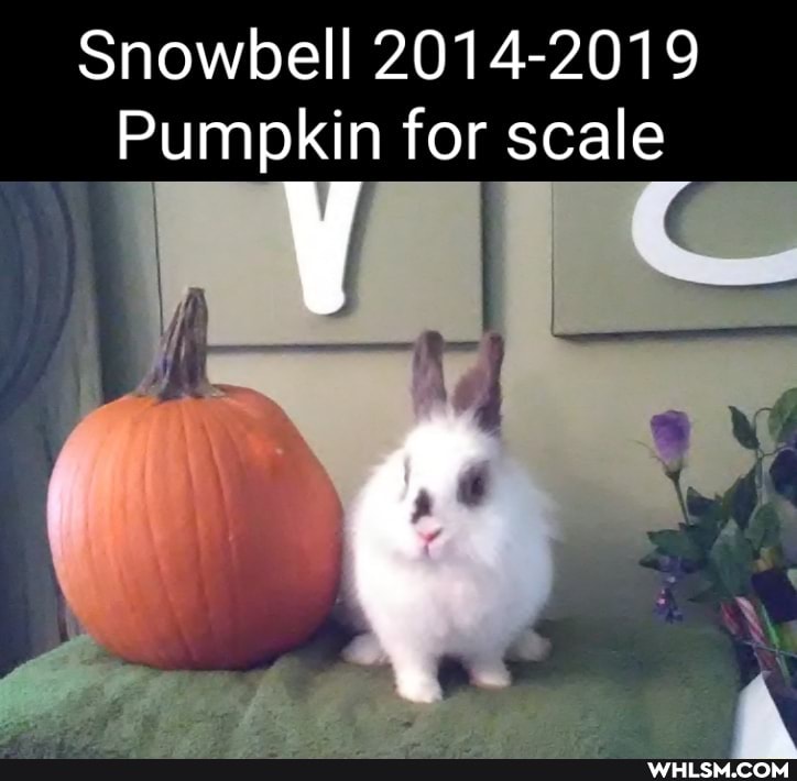 Snowbell 2014-2019
Pumpkin for scale