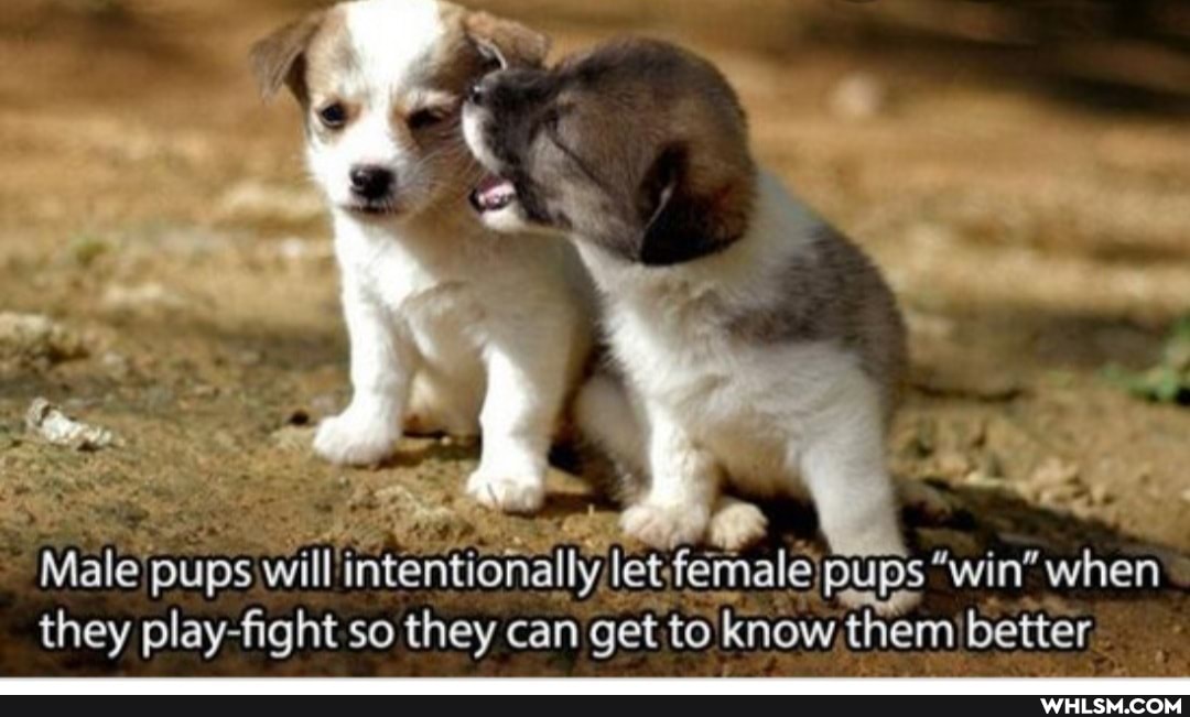 ~Male pups will intentionally le Pups "win when they play-fight so they can get to know, them) better.