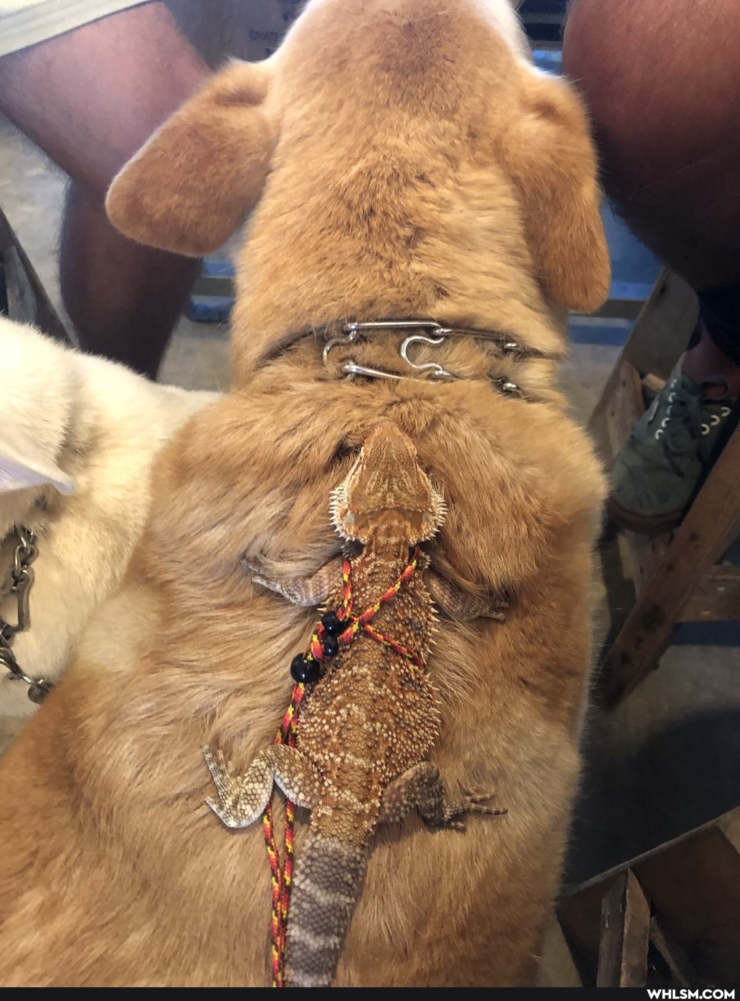 dog, bearded_dragon, advice_animals