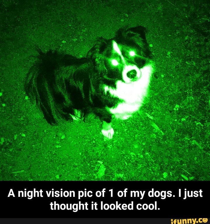 wt
A night vision pic of 1 of my dogs. I just thought it looked cool. - A night vision pic of 1 of my dogs. I just thought it looked cool.