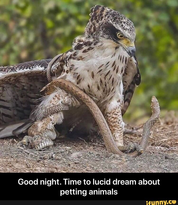 Good night. Time to lucid dream about
petting animals - Good night. Time to lucid dream about petting animals