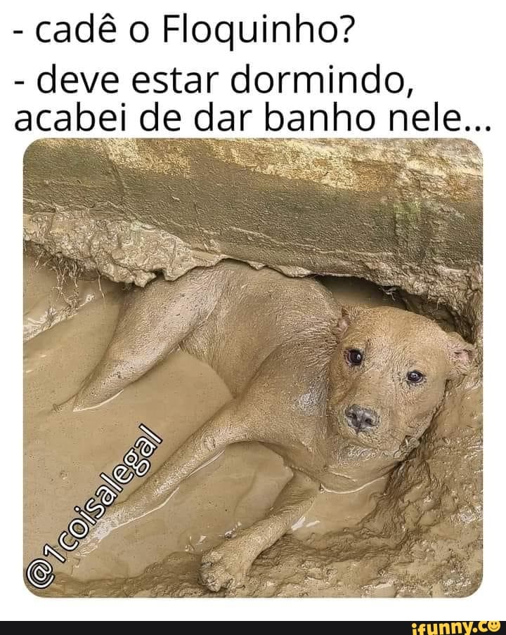 - cadê o Floquinho?
- deve estar dormindo, acabei de dar banho nele...