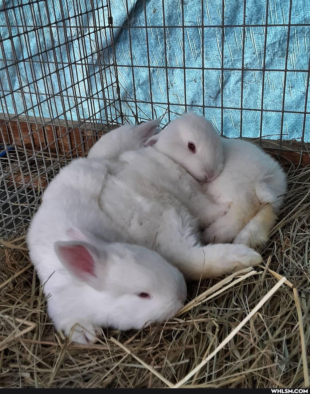 rabbit, baby_animals, bunbun, bunny, fluffy