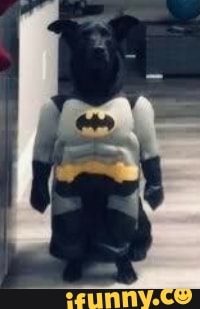 batdog, batman