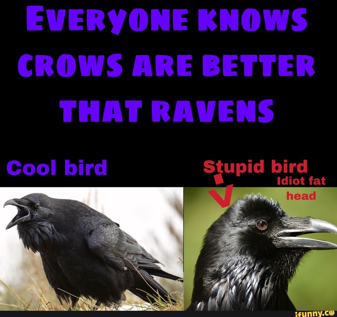 EVERYONE KNOWS CROWS ARE BETTER THAT RAVENS Stupid bird fat Cool bird ...