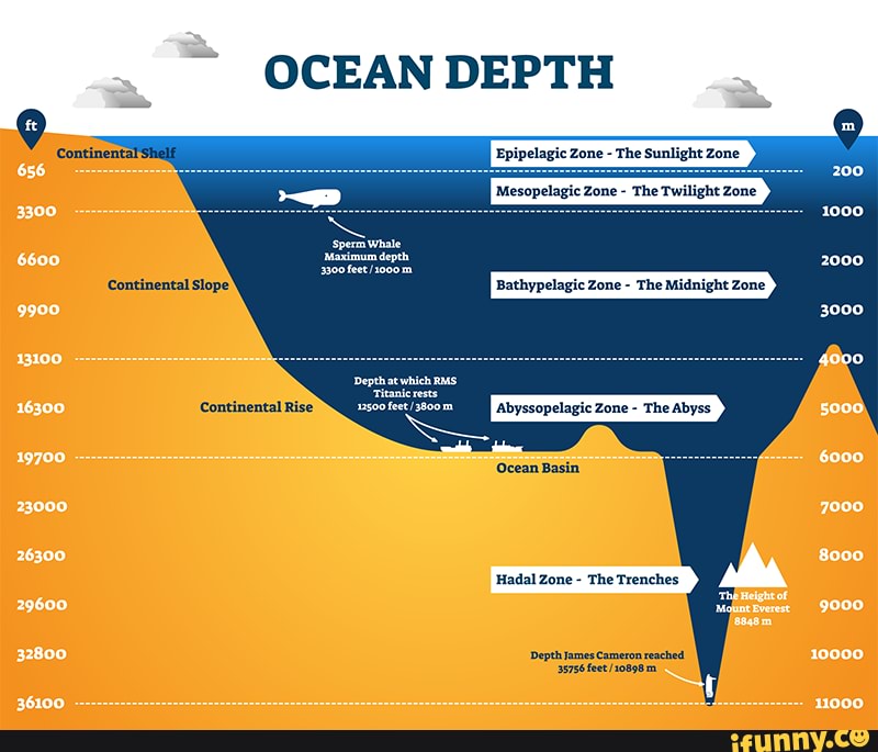 OCEAN DEPTH Sperm Whale Epipelagic Zone The Sunlight Zone