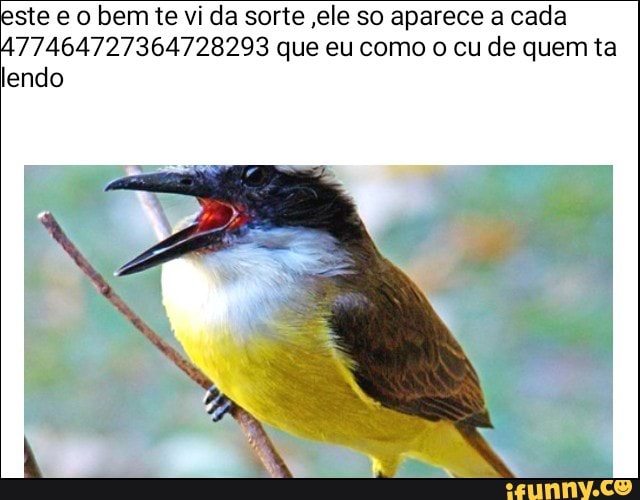 este e o bem te vi da sorte ele so aparece a cada
477464727364728293 que eu como o cu de quem ta
lendo