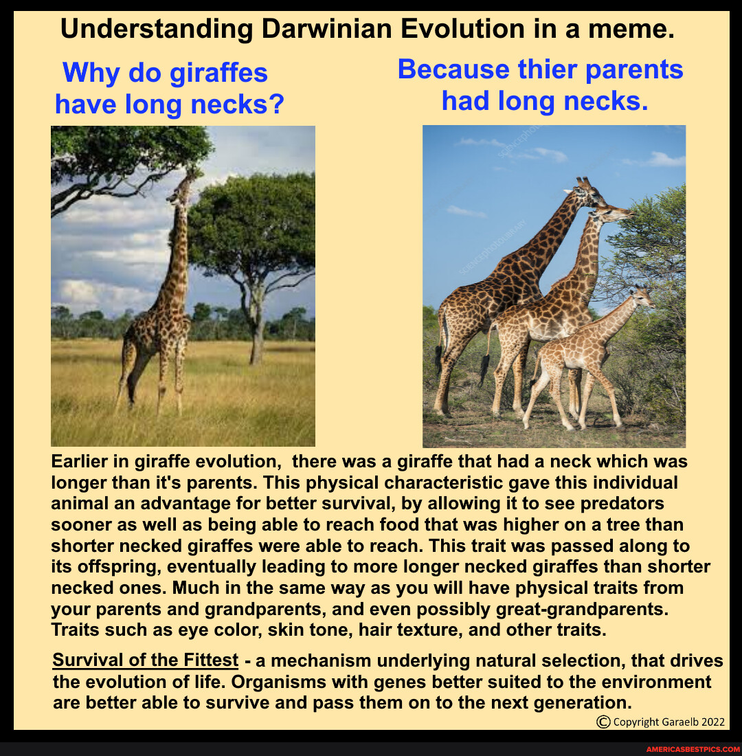 Understanding Darwinian Evolution in a meme. Why do giraffes Because