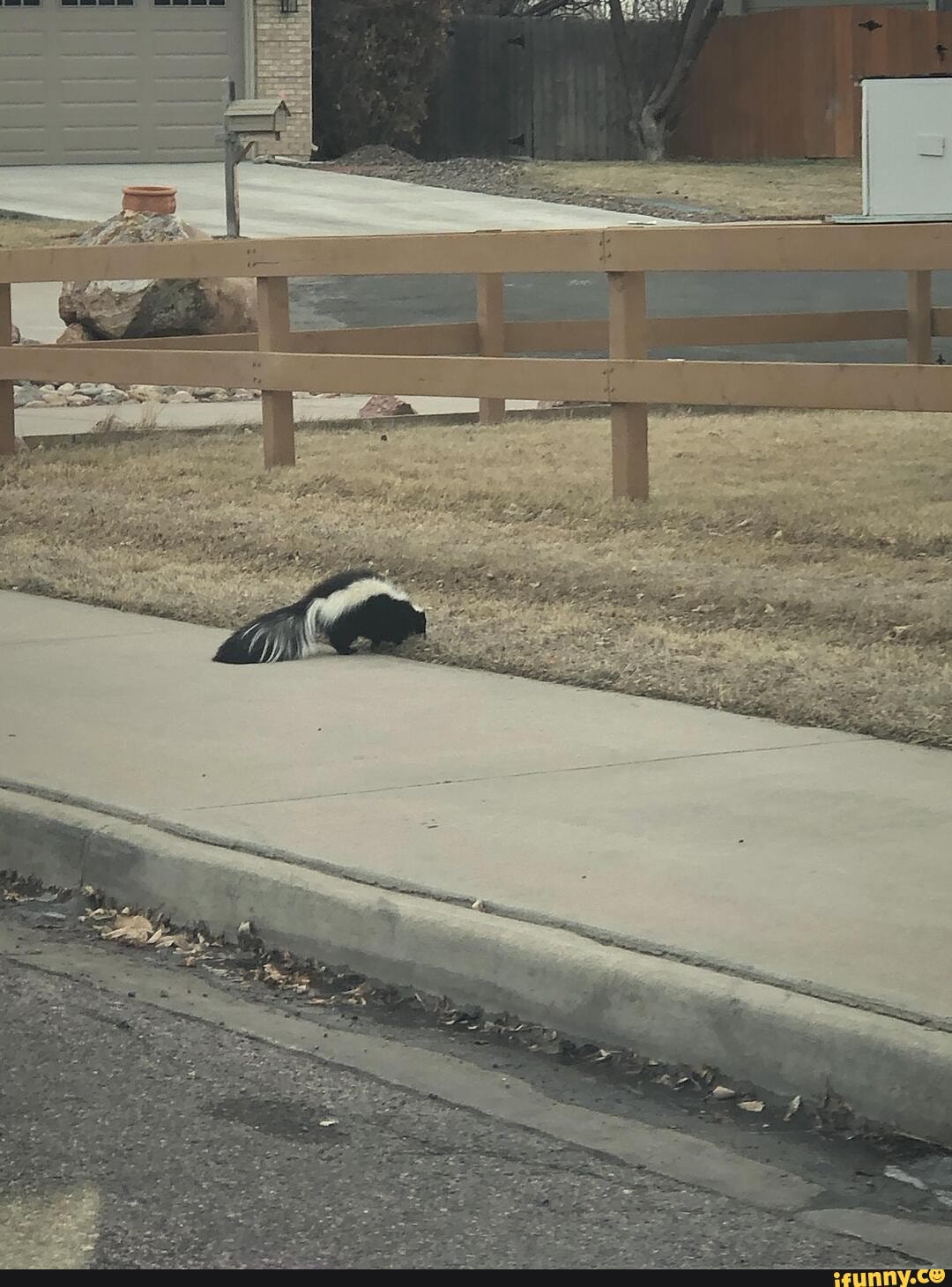animals, wildlife, skunk