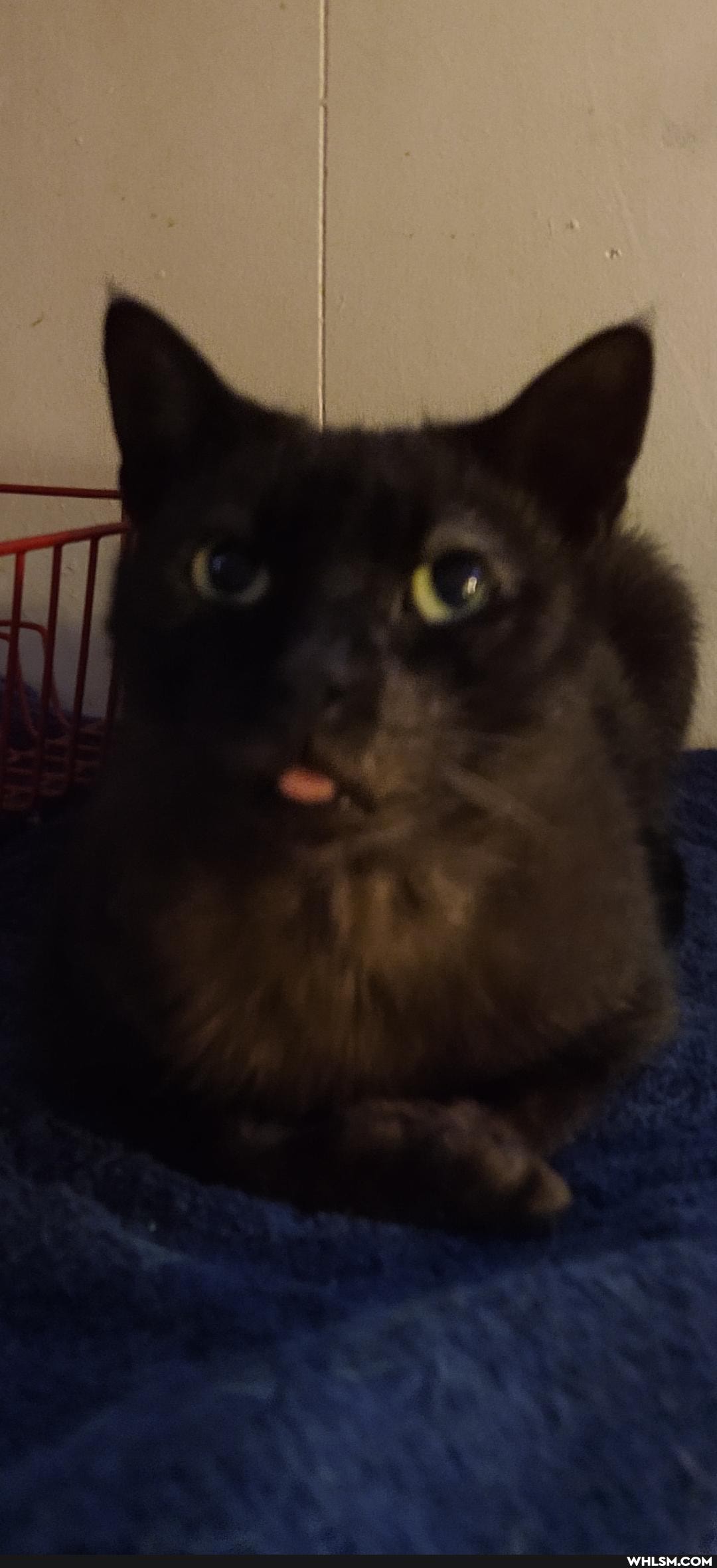 cat, heartbroken, noonerthecat