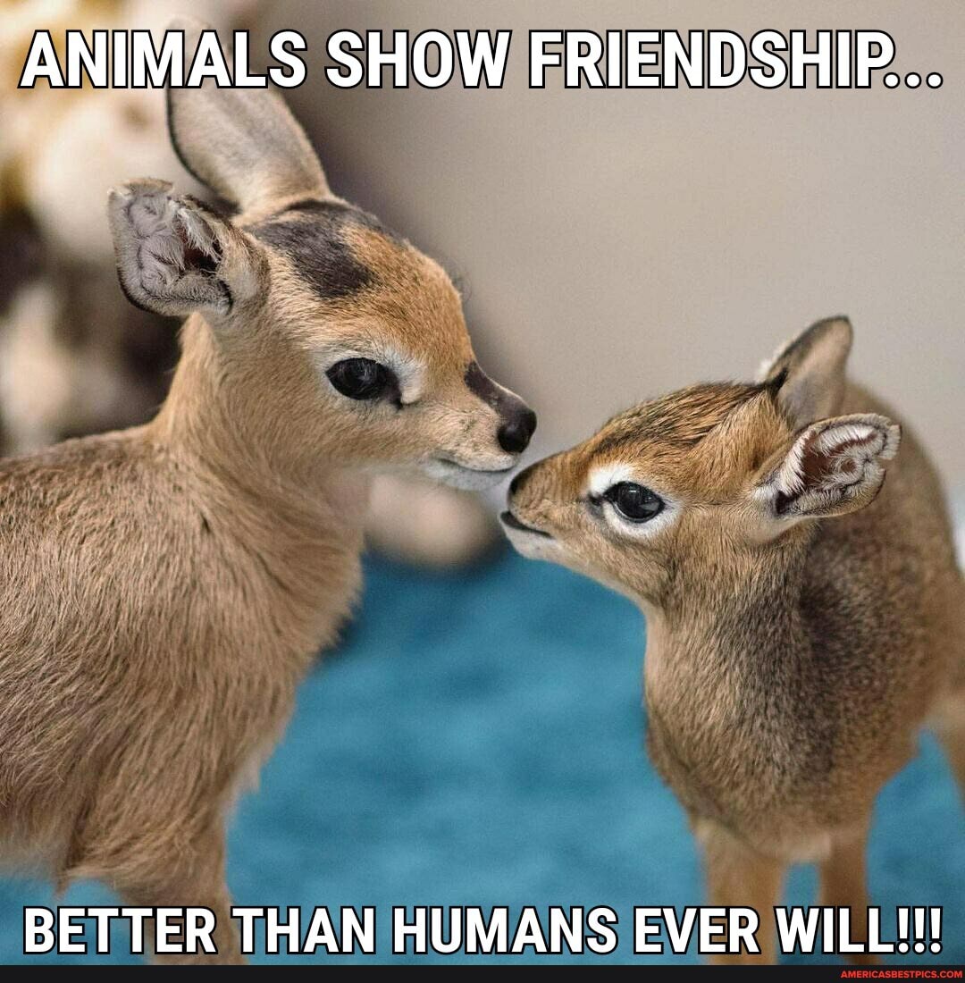 ANIMALS SHOW FRIENDSHIP...
BETTER THAN HUMANS EVER WILL!!!