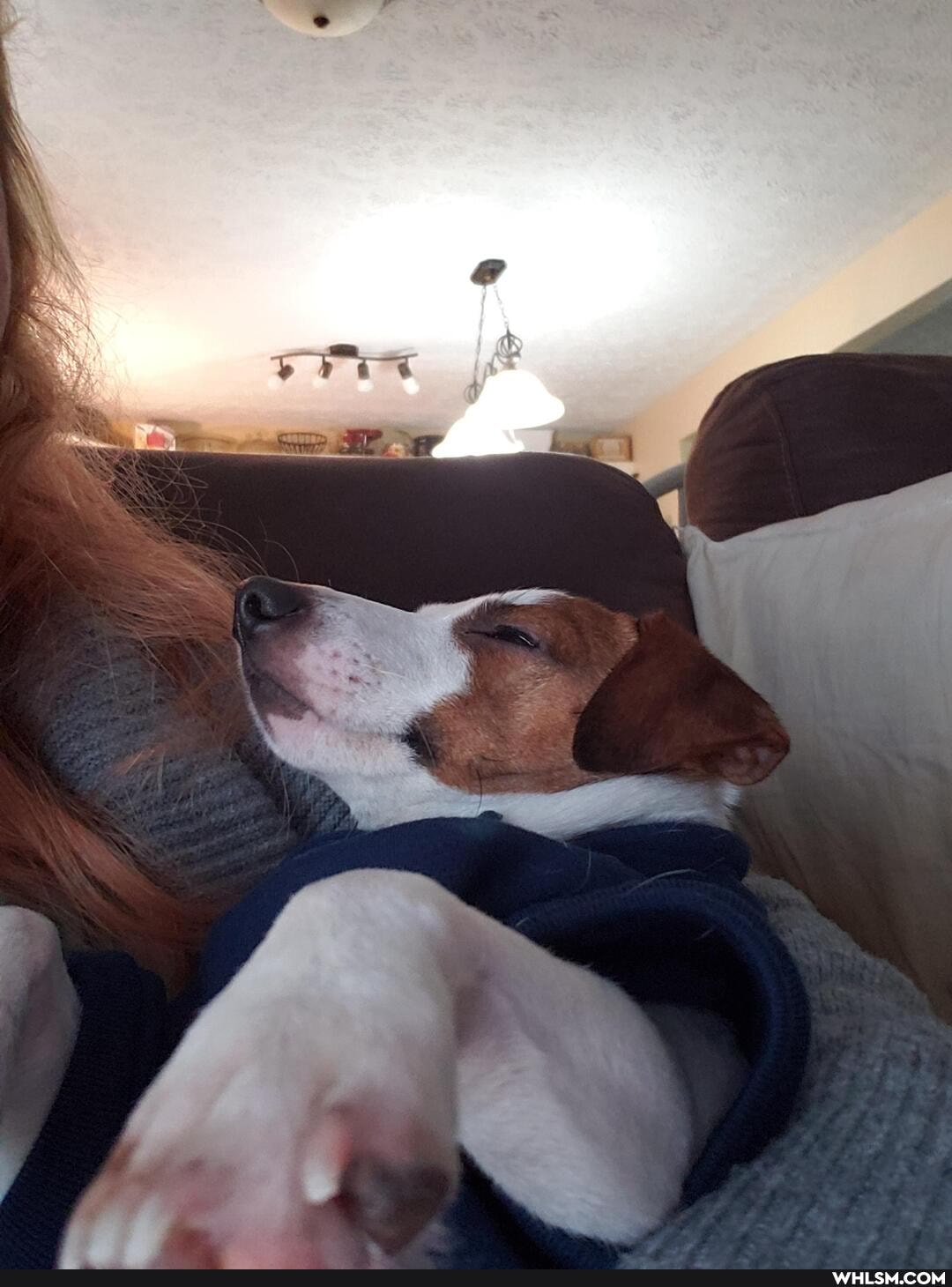 dog, love, cute_animal