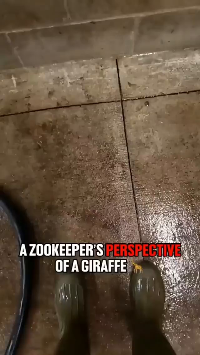 funny drunk giraffe meme