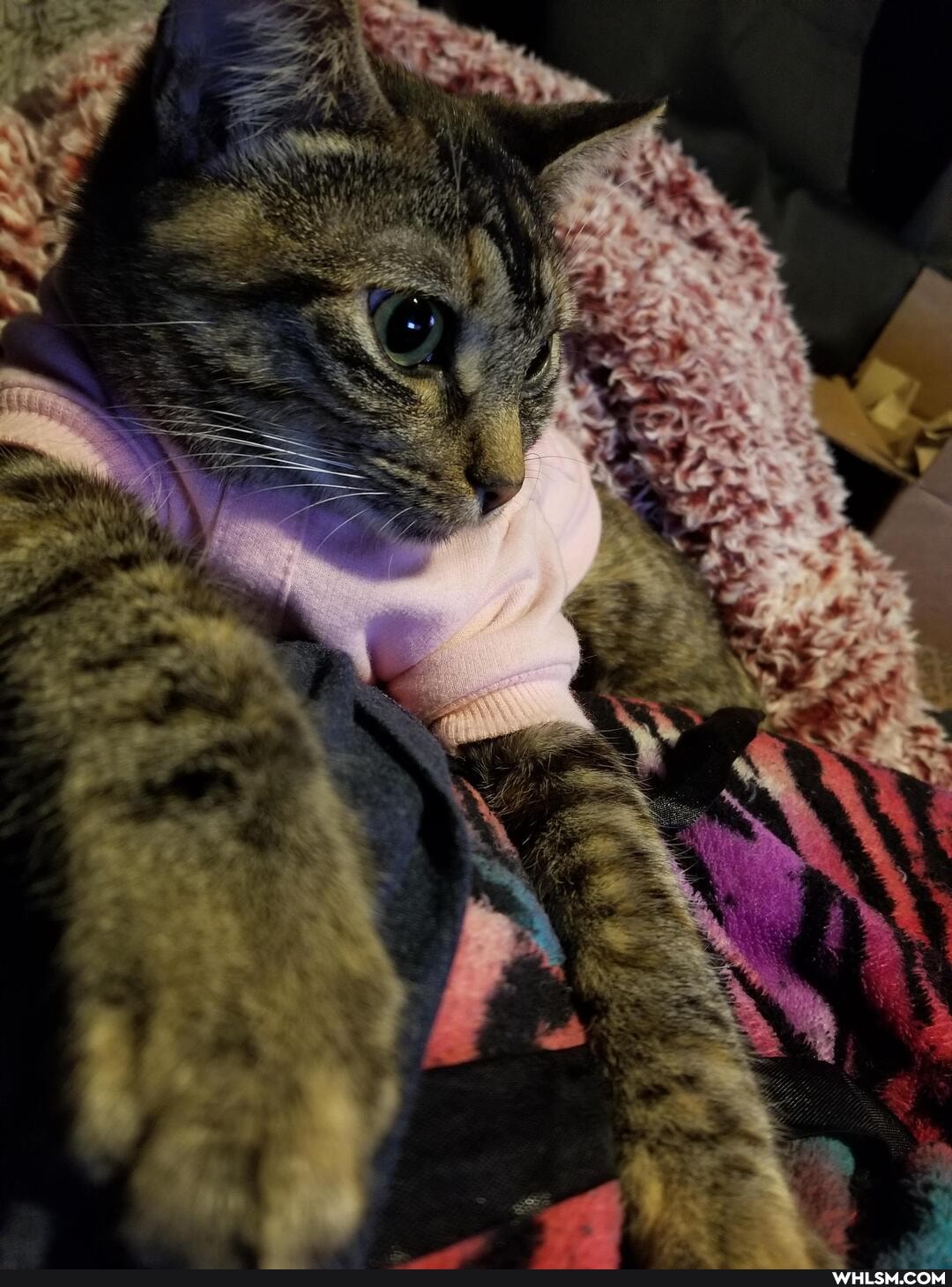 aww, neutral_post, cat