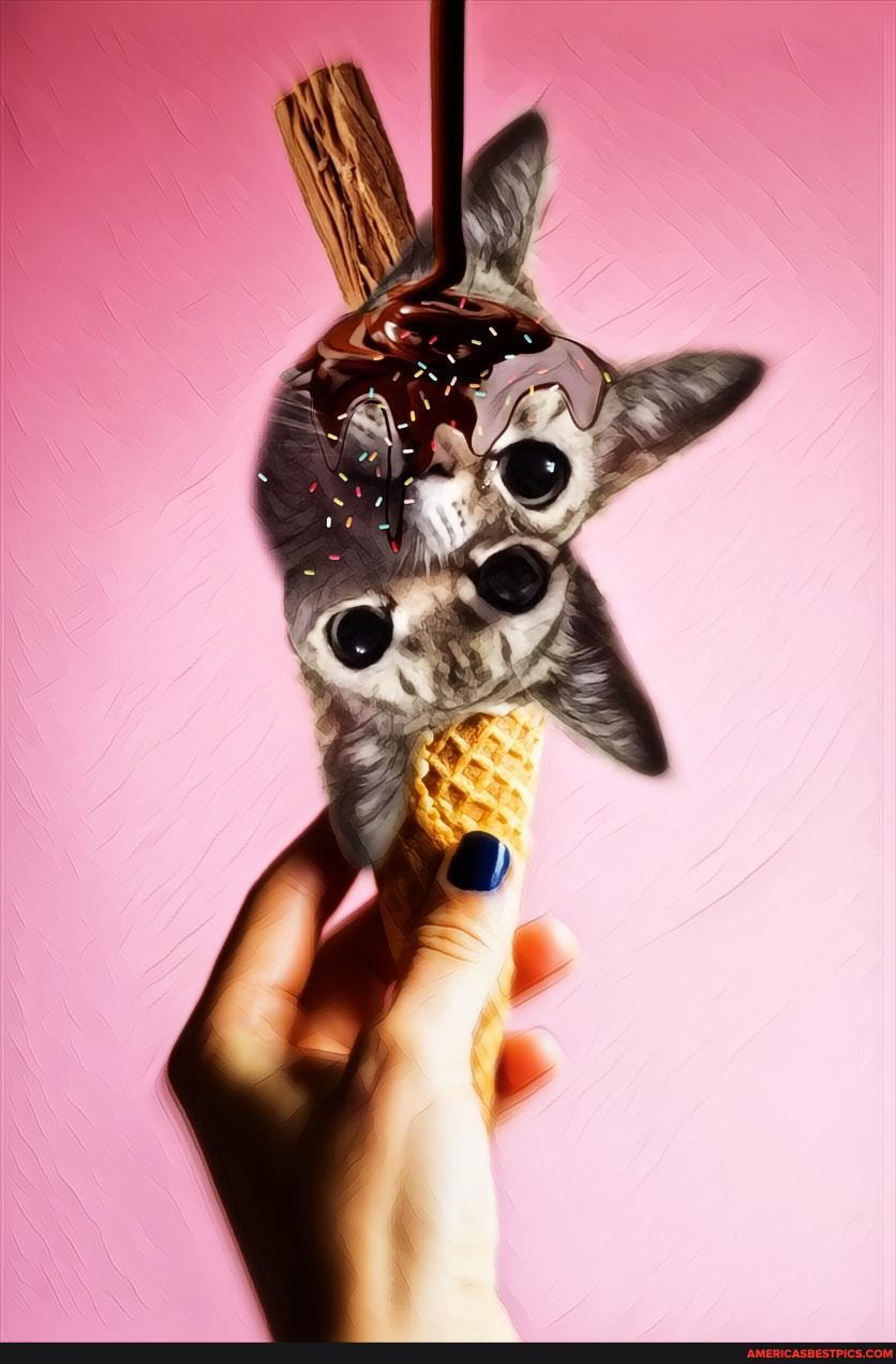 cats, art, food, oc