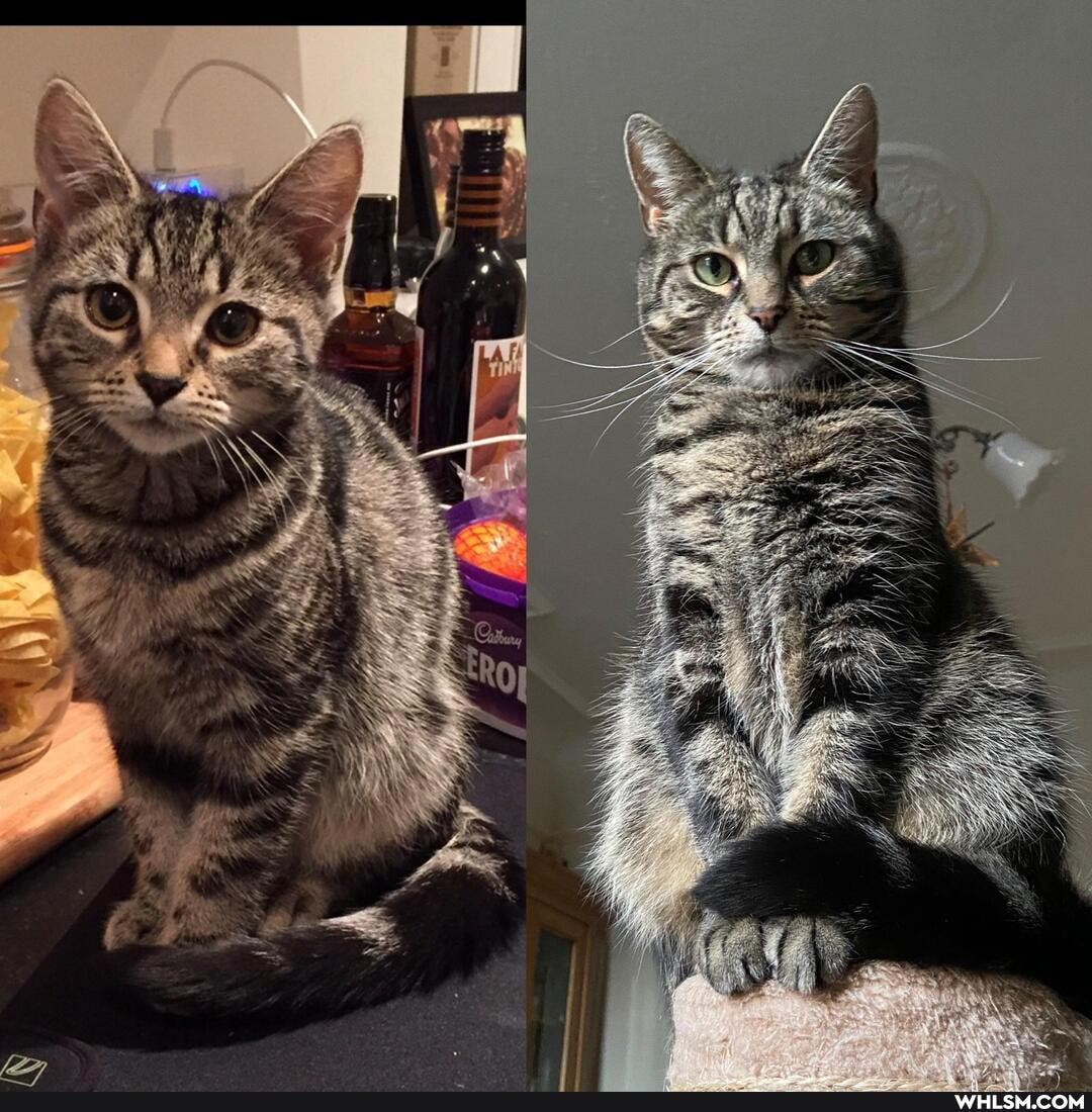 cats, aww, bestfriends