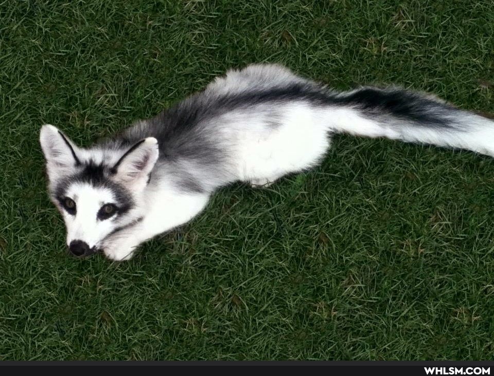 fox, baby_animals, noon_and_white, cute_animal