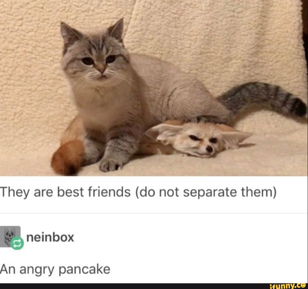 They are best friends (do not separate them) An angry pancake - iFunny