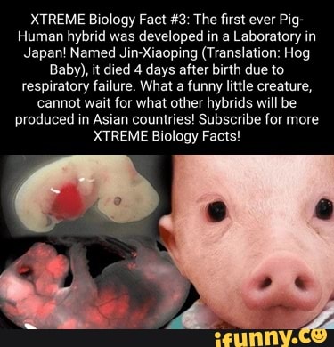 XTREME Biology Fact #3: The First Ever Pig- Human Hybrid Was Developed ...