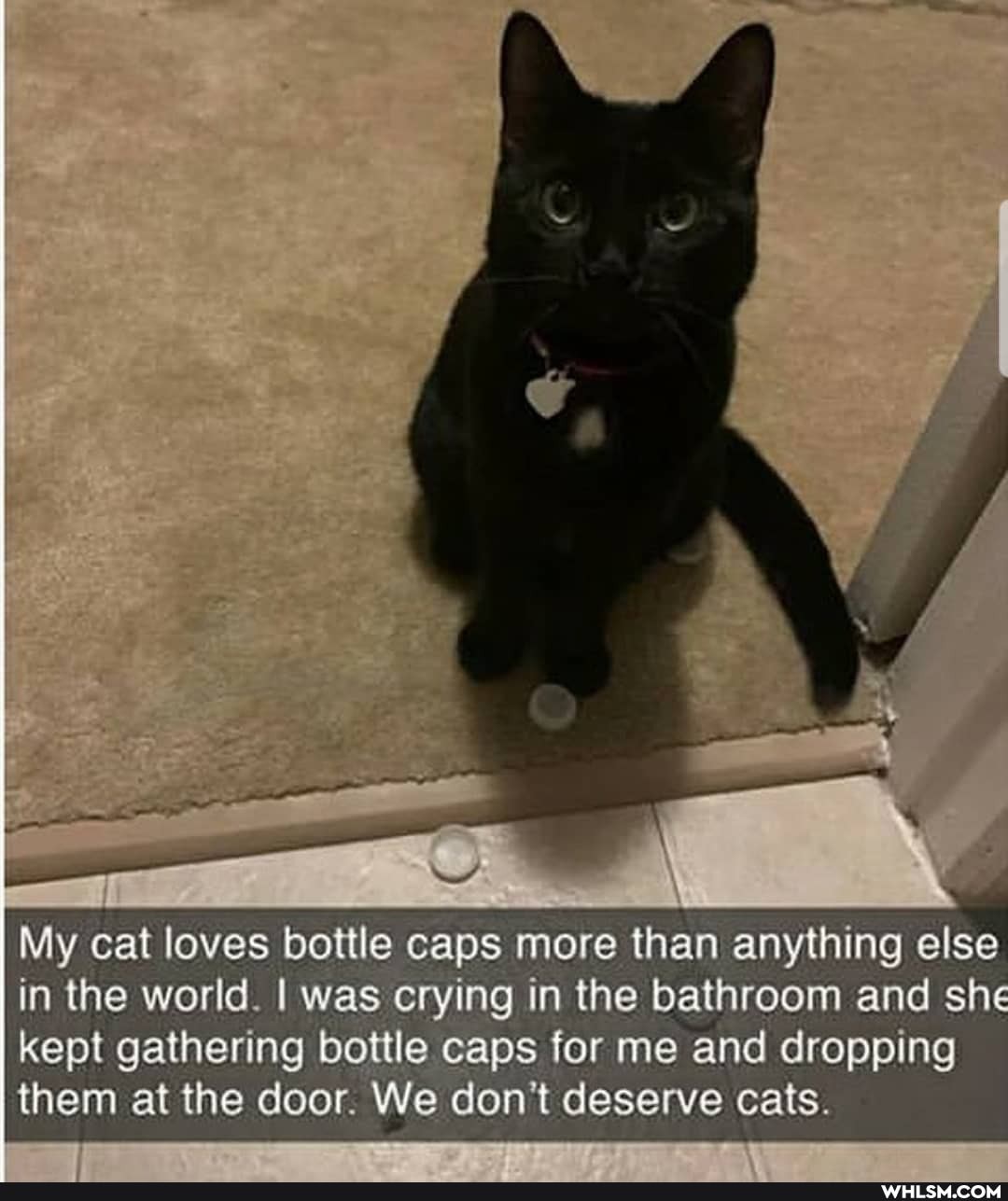 - \
\ \
My cat loves bottle caps more than anything else in the world. I was crying in the bathroom and she kept gathering bottle caps fer me and dropping them at the door. We don't deserve cats.