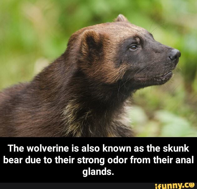 E NANA The wolverine is also known as the skunk bear due to their