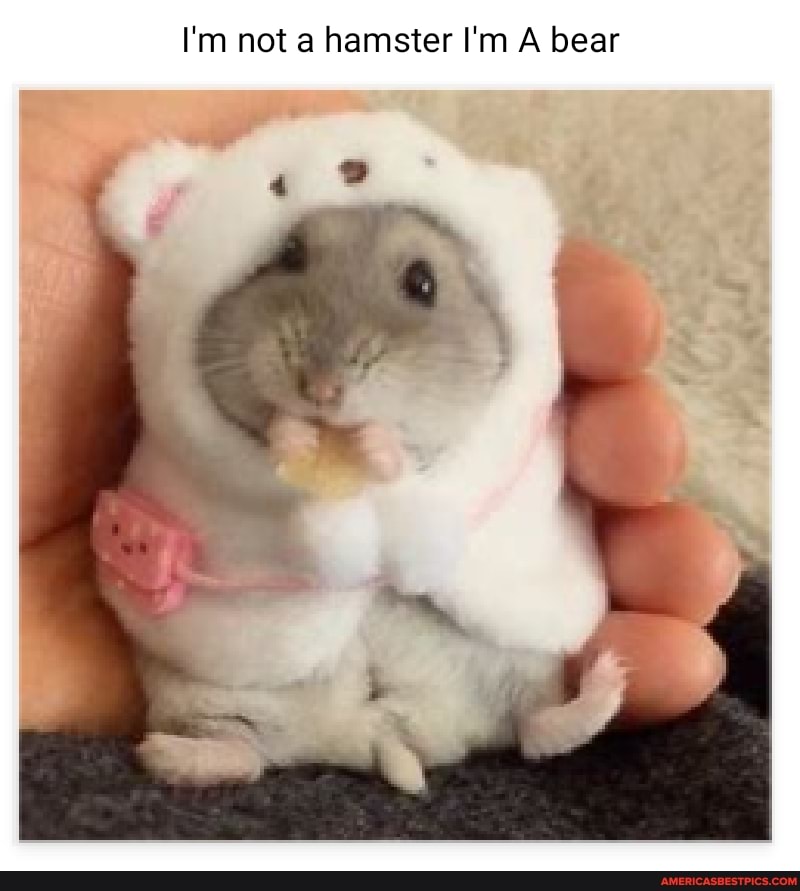 I'm not a hamster I'm A bear