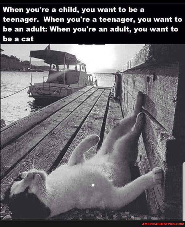 When you're a child, you want to be a teenager. When you're a teenager, you want to be an adult: When you're an adult, you want to be a cat