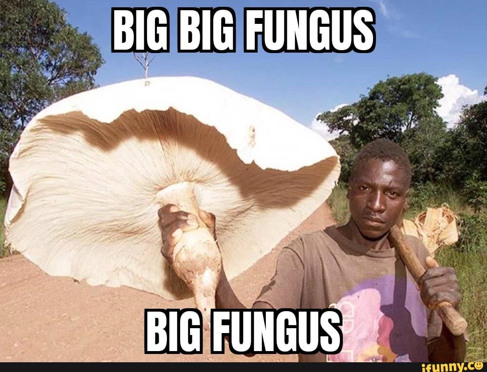 Fungoose memes. Best Collection of funny Fungoose pictures on iFunny