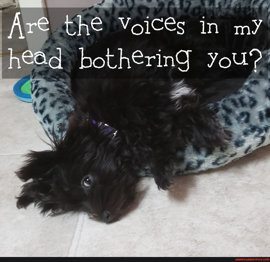 Are the Voices in my hSad bothering you?'
