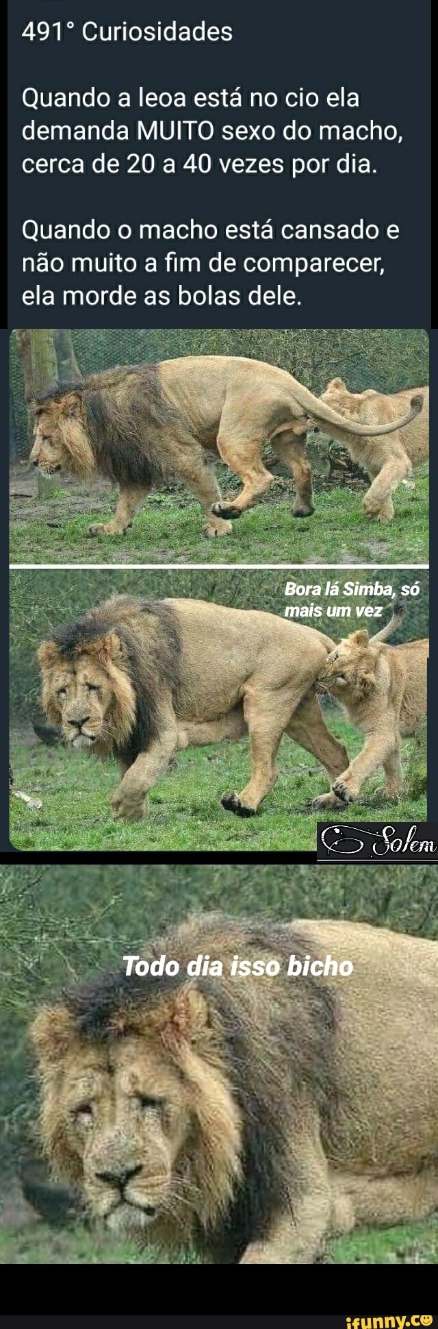 Quando a leoa está no cio ela
demanda MUITO sexo do macho,
cerca de 20 a 40 vezes por dia.
Quando o macho está cansado e
não muito a fim de comparecer,
ela morde as bolas dele.
