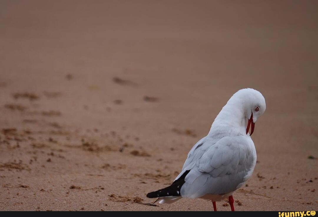 ocean, birds, photography, wildlife, animals