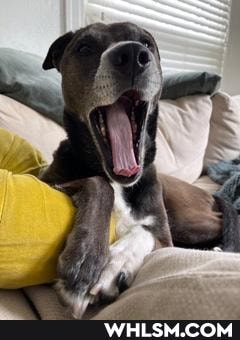 dog, happy