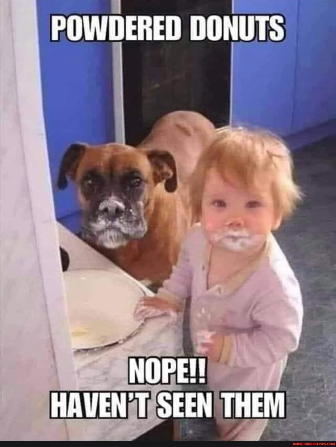 POWDERED DONUTS