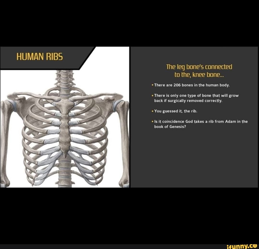 HUMAN RIBS The leg bone's connected to the, knee bone... * There are
