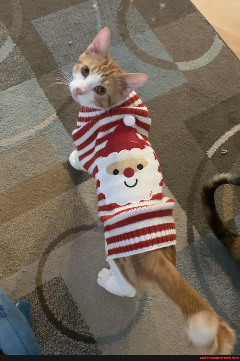 cat, absolutely, loves, dog, today, got, holiday, sweaters, think