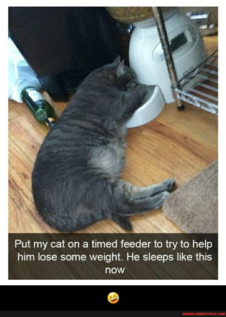 Put my cat on a timed feeder to try to help him lose some weight. He sleeps like this now - 🤣