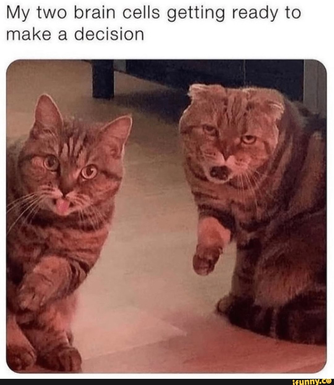 My two brain cells getting ready to make a decision - iFunny