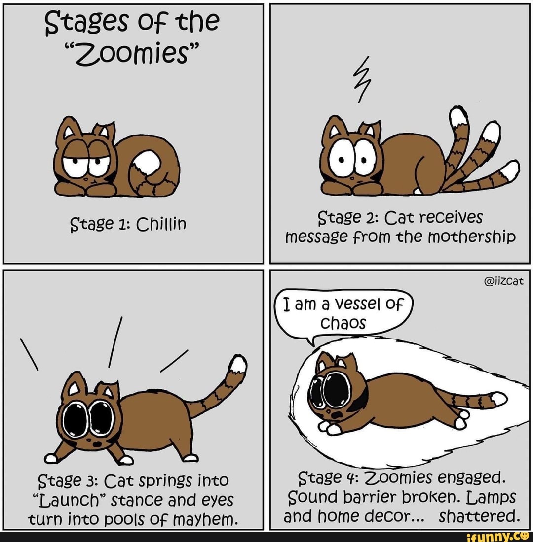 Stages of the "Zoomies" Ctage 2 Cat receives message from the