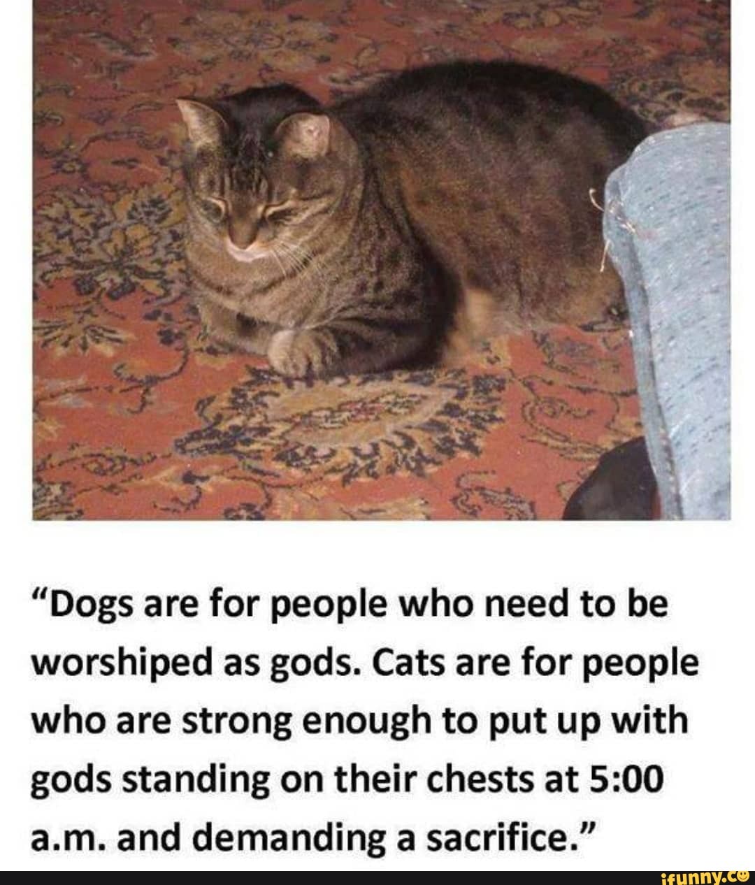 "Dogs are for people who need to be worshiped as gods. Cats are for people who are strong enough