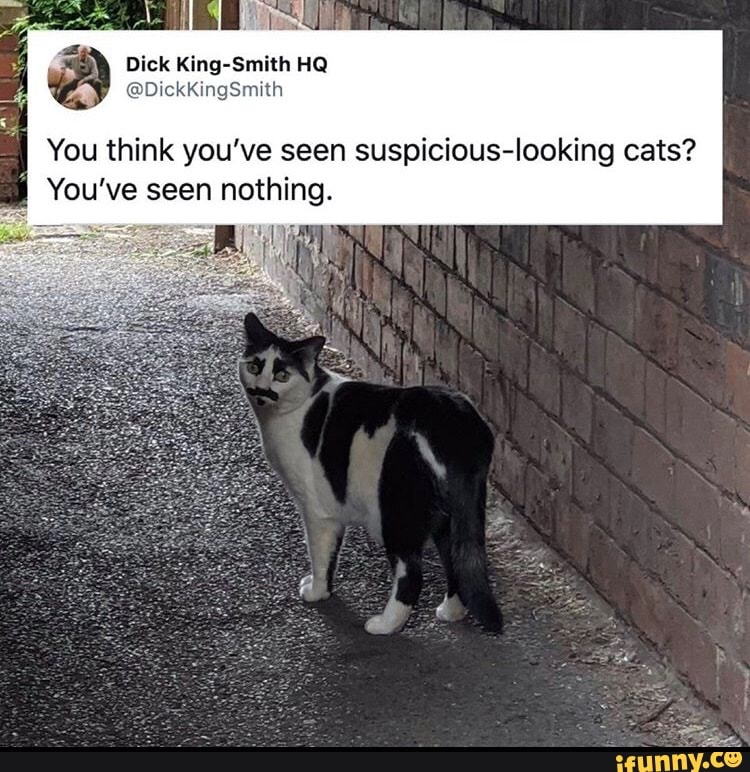 You think you've seen suspicious-looking cats?
You've seen nothing.