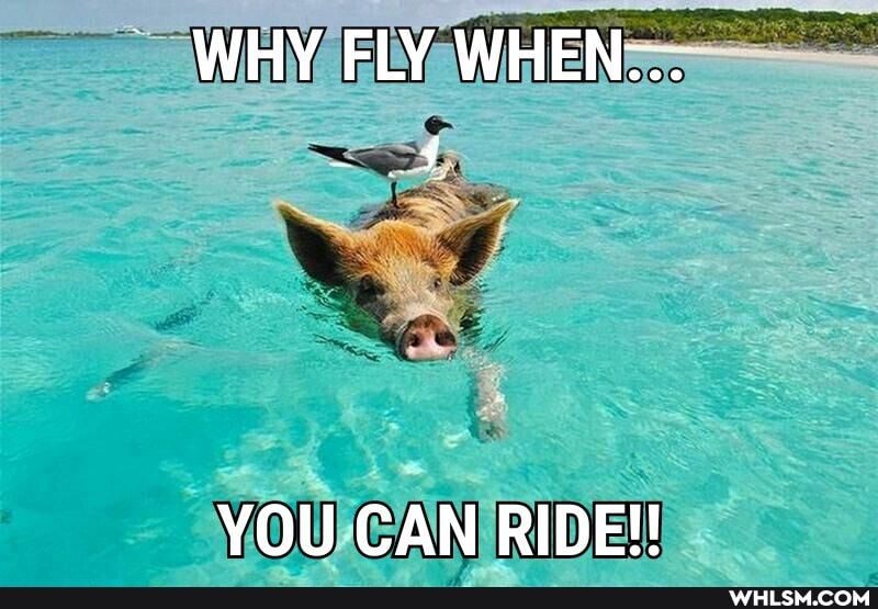 WHY FLY WHEN-..
YOU CAN RIDE!!