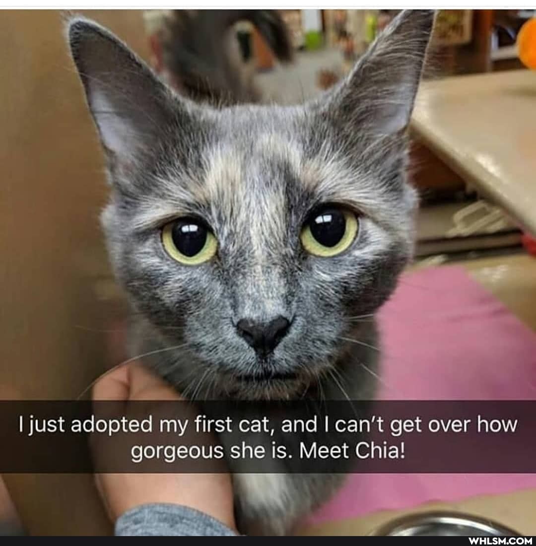 I just adopted my first cat, and I can't get over how gorgeous she is. Meet Chia!
Mm*