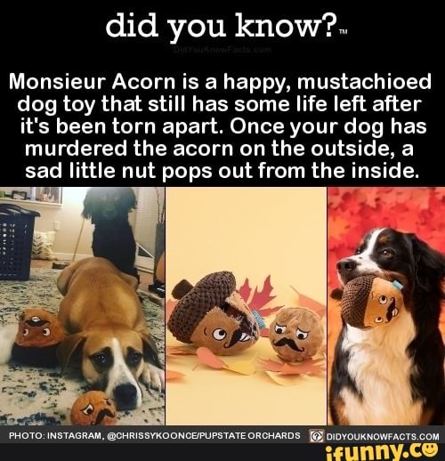 monsieur acorn dog toy