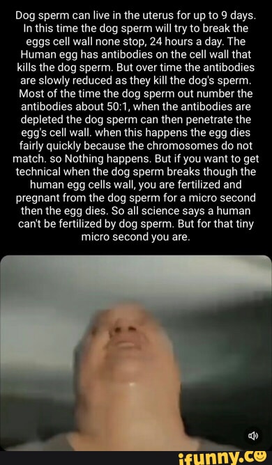 Dog sperm can live in the uterus for up to 9 days. In this time the dog
