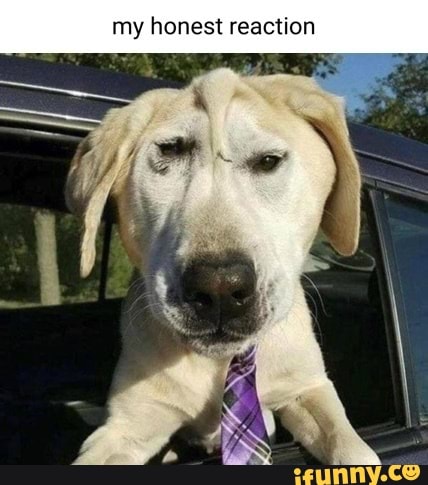 My Honest Reaction Dog GIF - My honest reaction Dog Timerfy