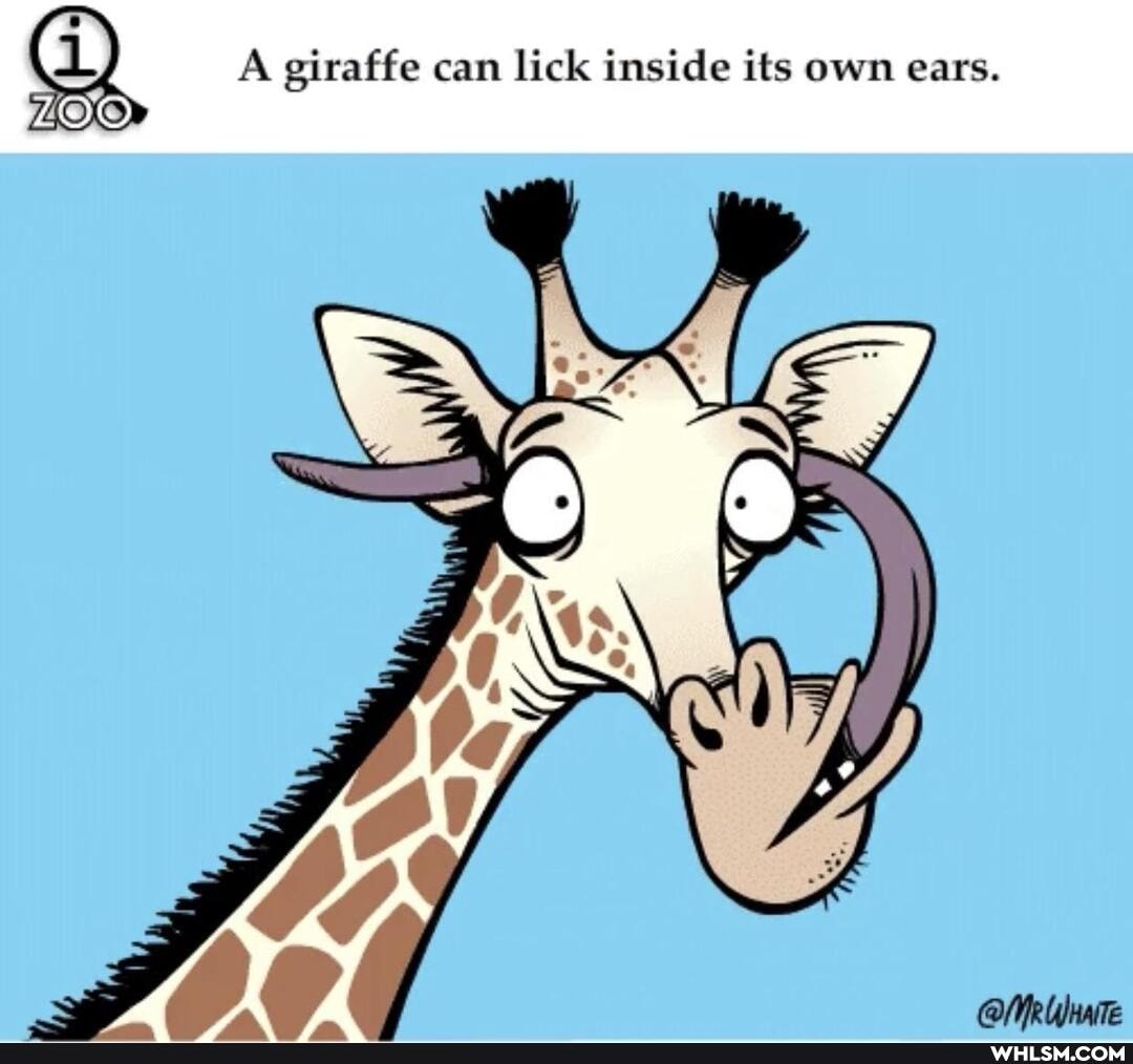 Статусы про жирафика смешные