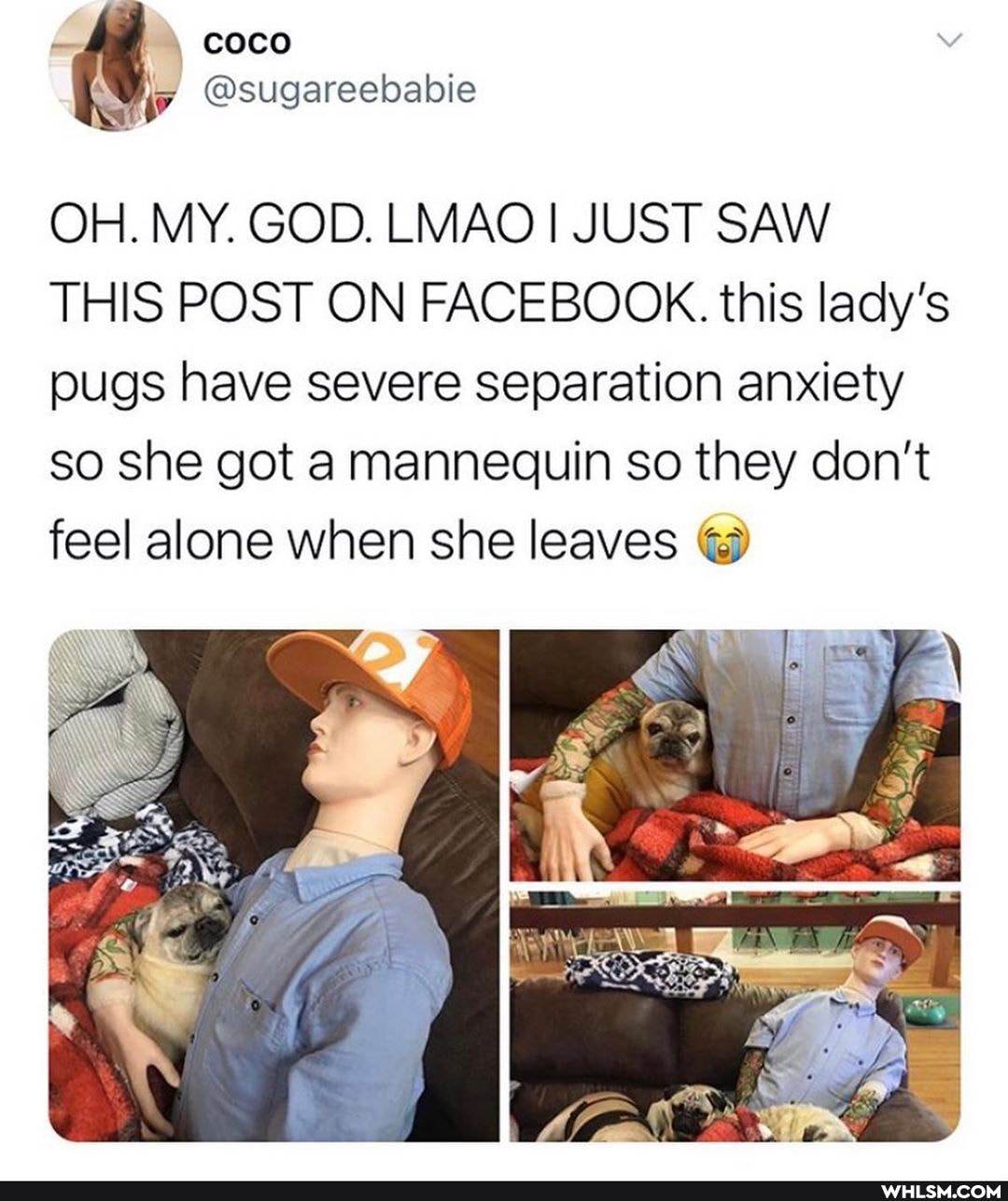 , coco
OH. MY. GOD. LMAO I JUST SAW THIS POST ON FACEBOOK. this lady's pugs have severe separation anxiety so she got a mannequin so they don't feel alone when she leaves @