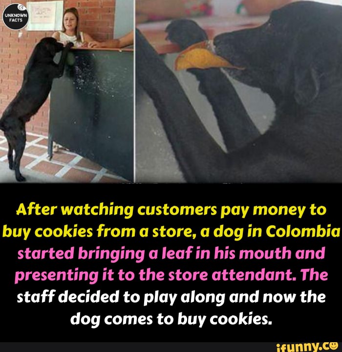 After Watching Customers Pay Money To Buy Cookies From A Store A Dog In Colombia Started