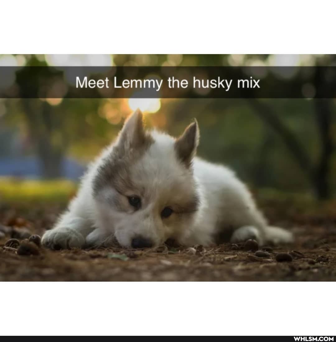 Meet Lemmy the husky mix