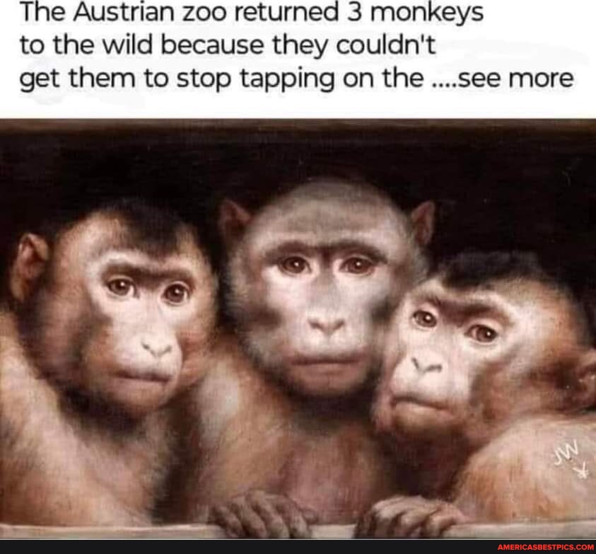 Monkey Getting Bothered The Austrian zoo returned 3 monkeys to the wild because they couldn't ...